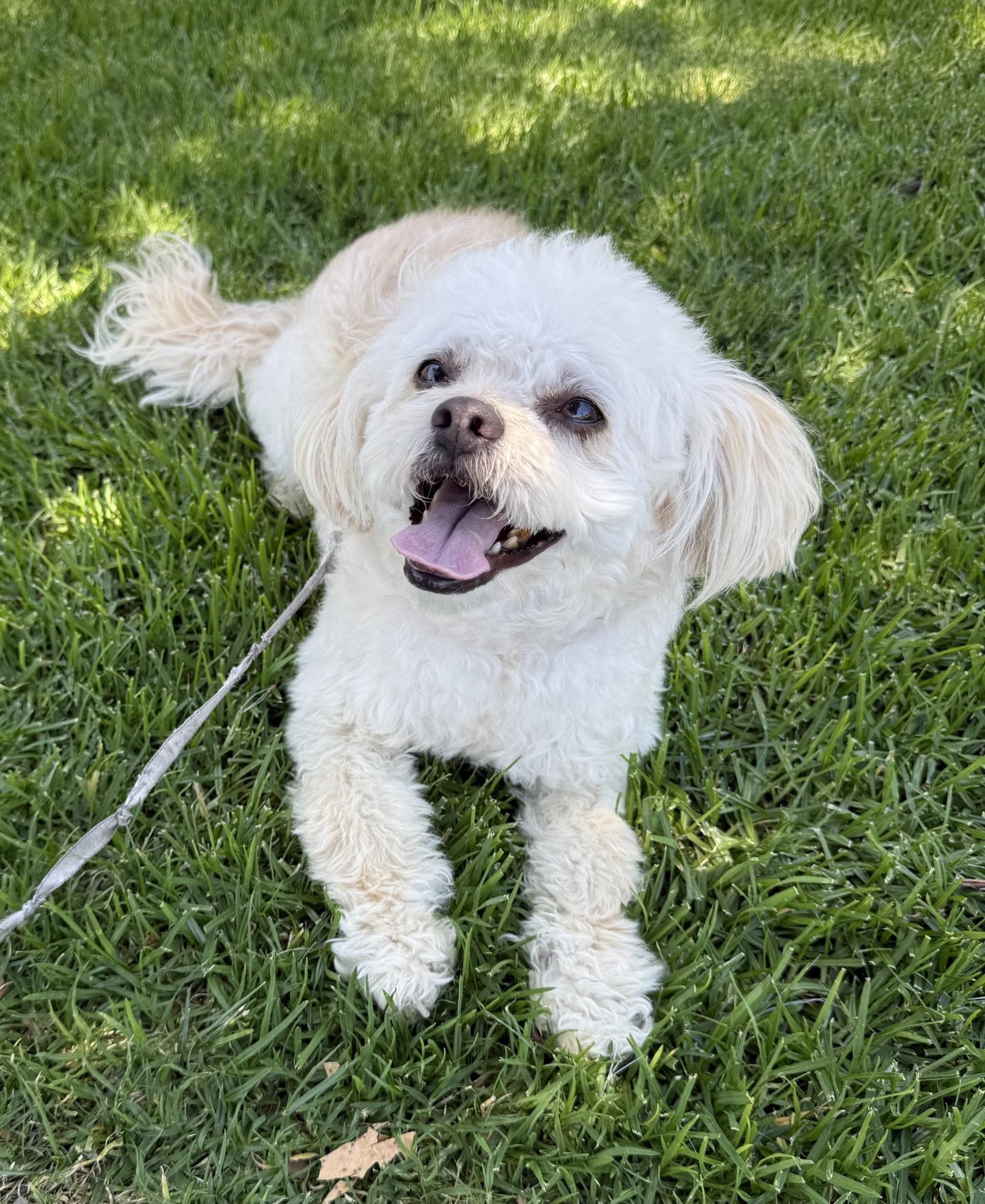 Bayla, a Adoptable mixed breed in Los Alamitos, CA image 5/6