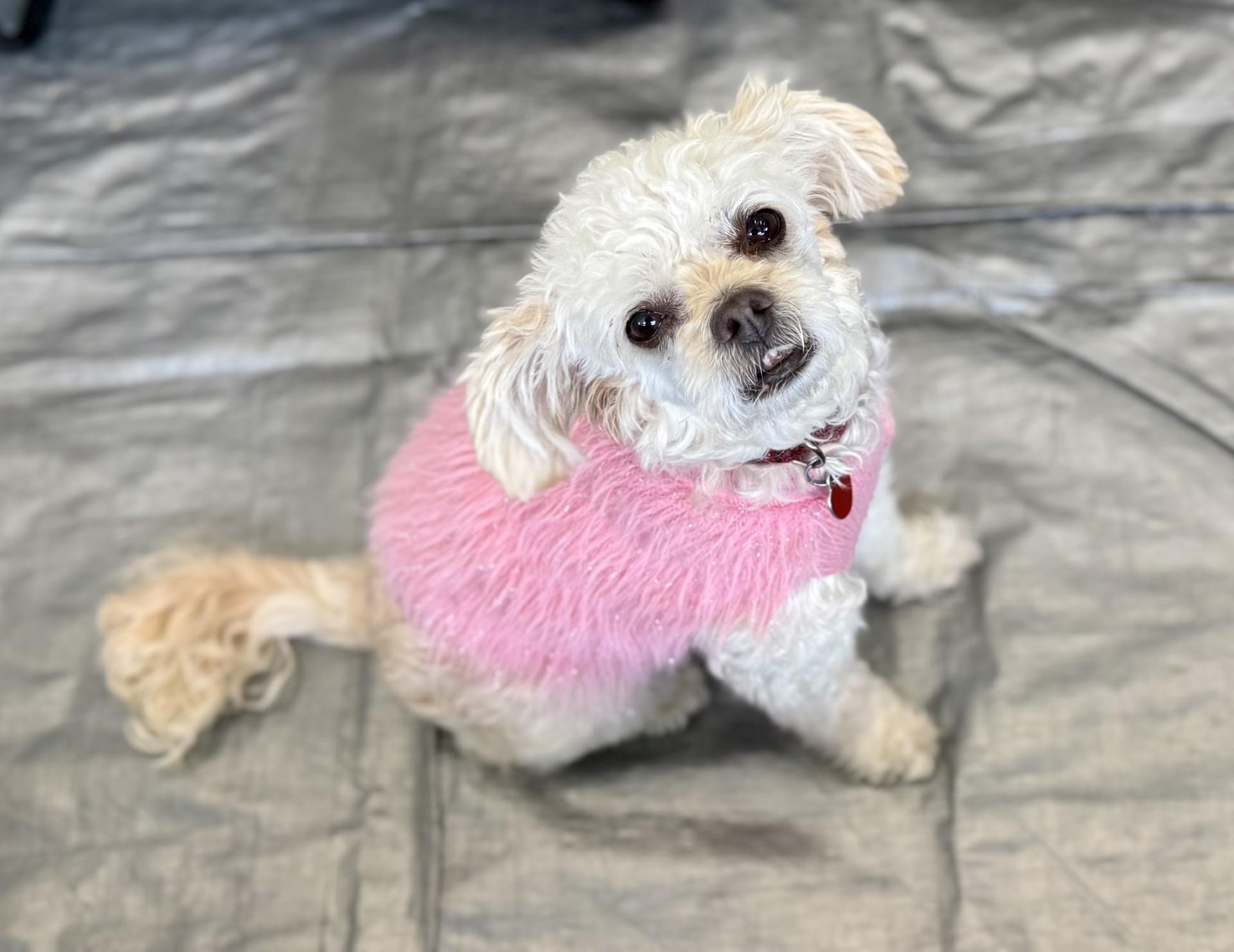 Bayla, a Adoptable mixed breed in Los Alamitos, CA image 3/6