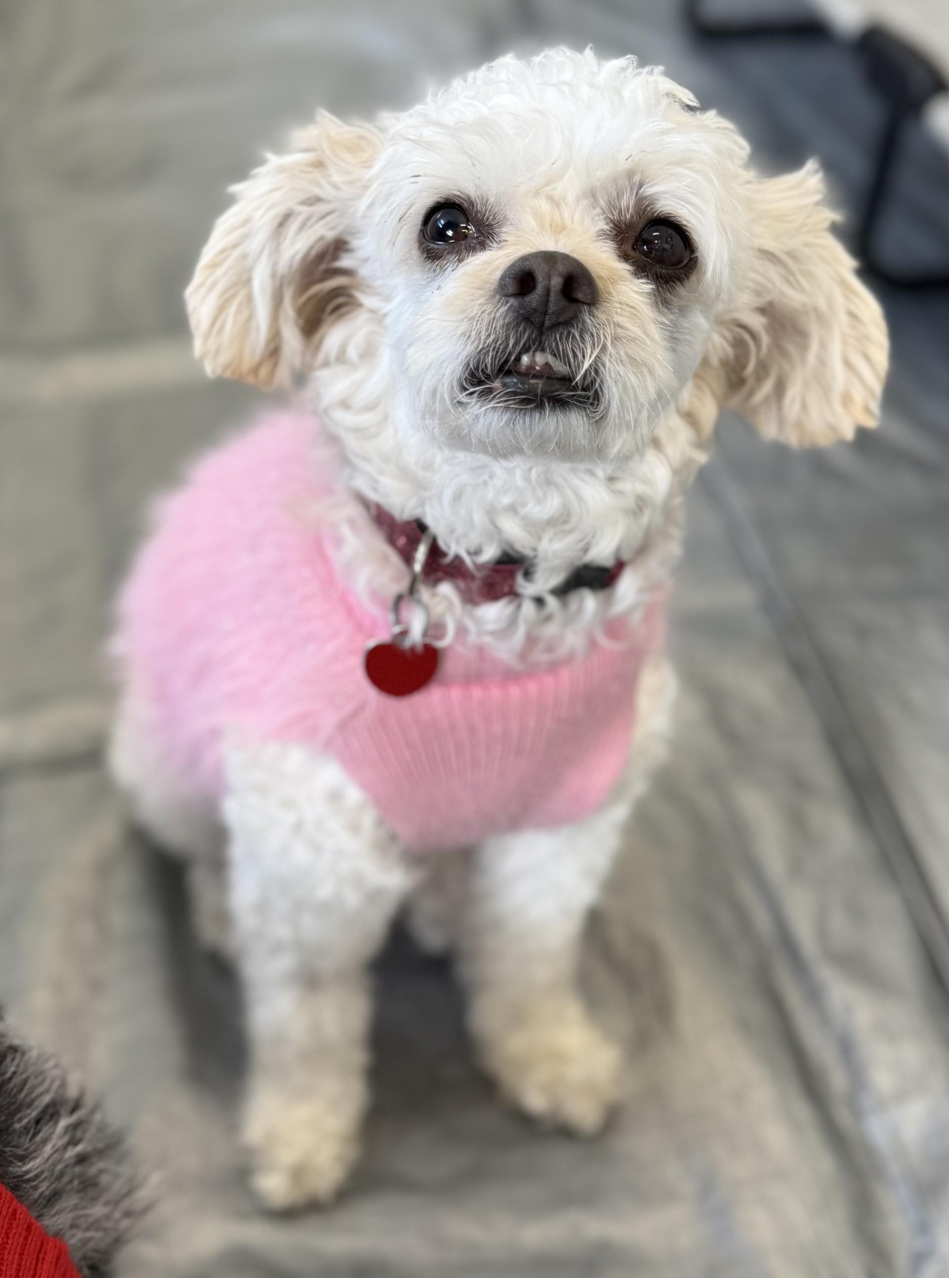 Bayla, a Adoptable mixed breed in Los Alamitos, CA image 4/6