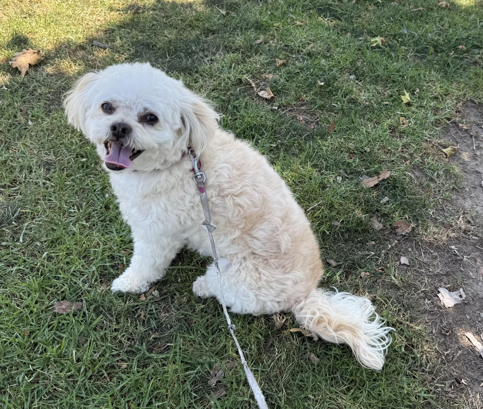 Bayla, a Adoptable mixed breed in Los Alamitos, CA image 6/6