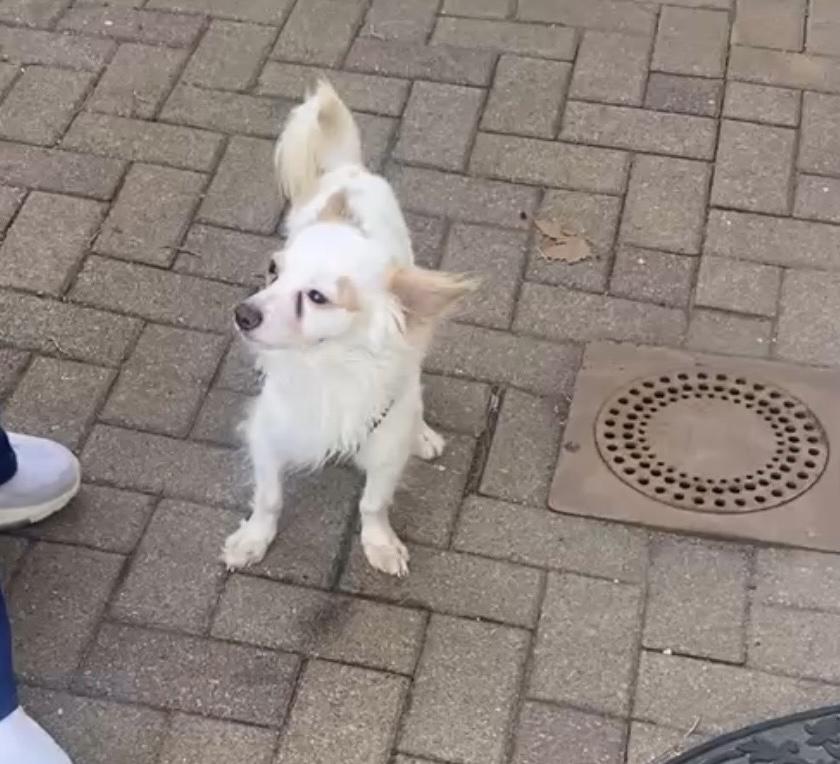 Enlarge Harry, a ADOPTABLE mixed breed in Freeport, NY image 3/3