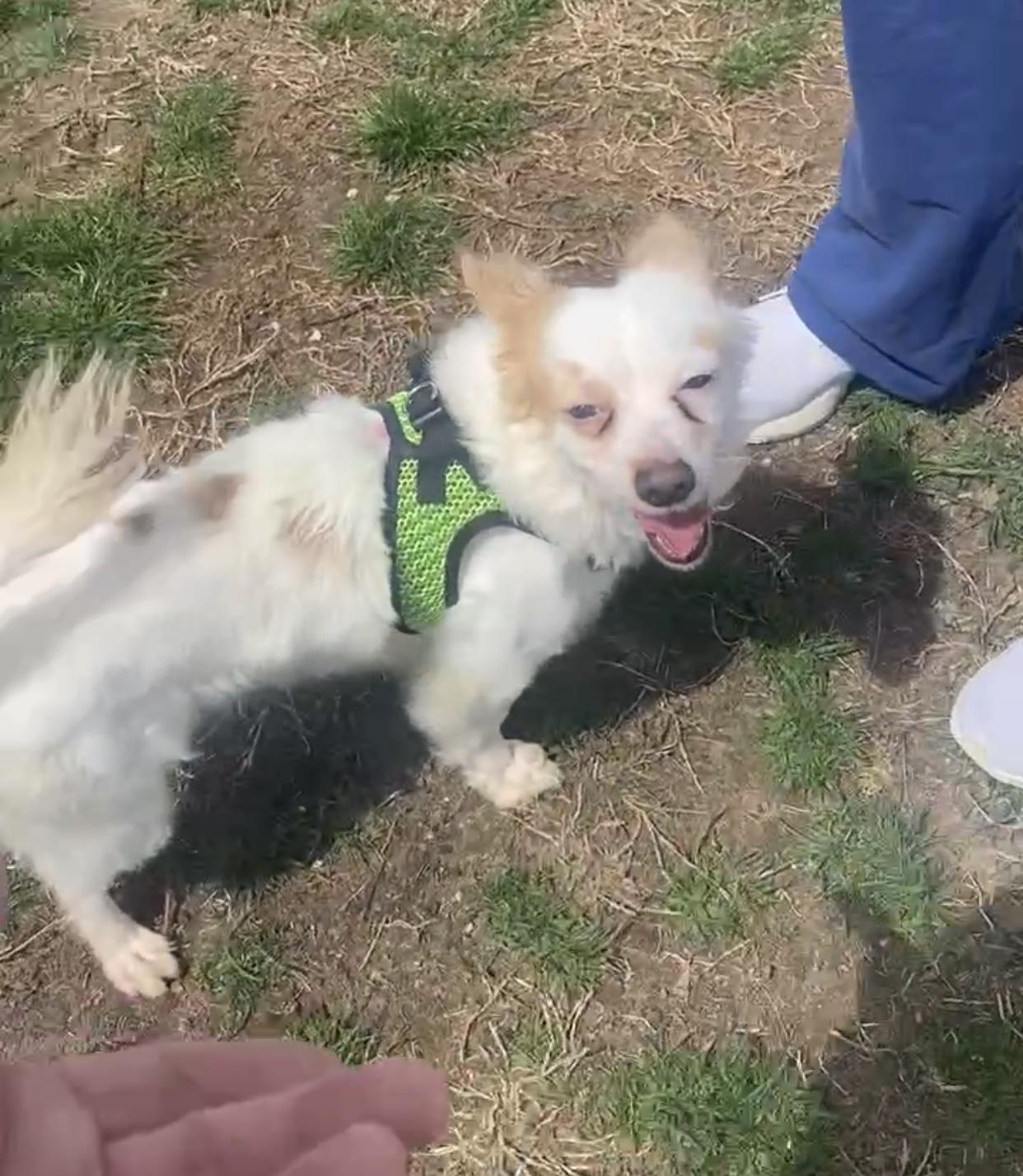 Harry, ADOPTABLE, Young Male Chihuahua & Terrier.