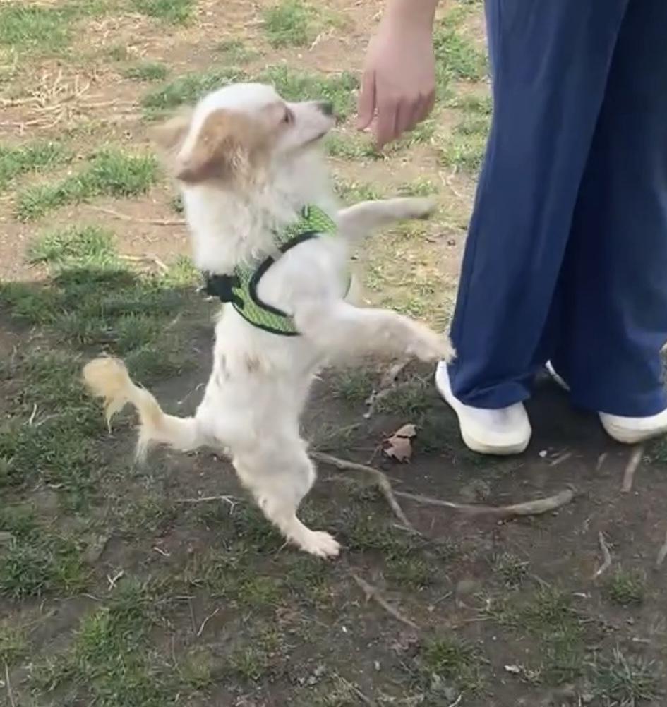 Enlarge Harry, a ADOPTABLE mixed breed in Freeport, NY image 2/3