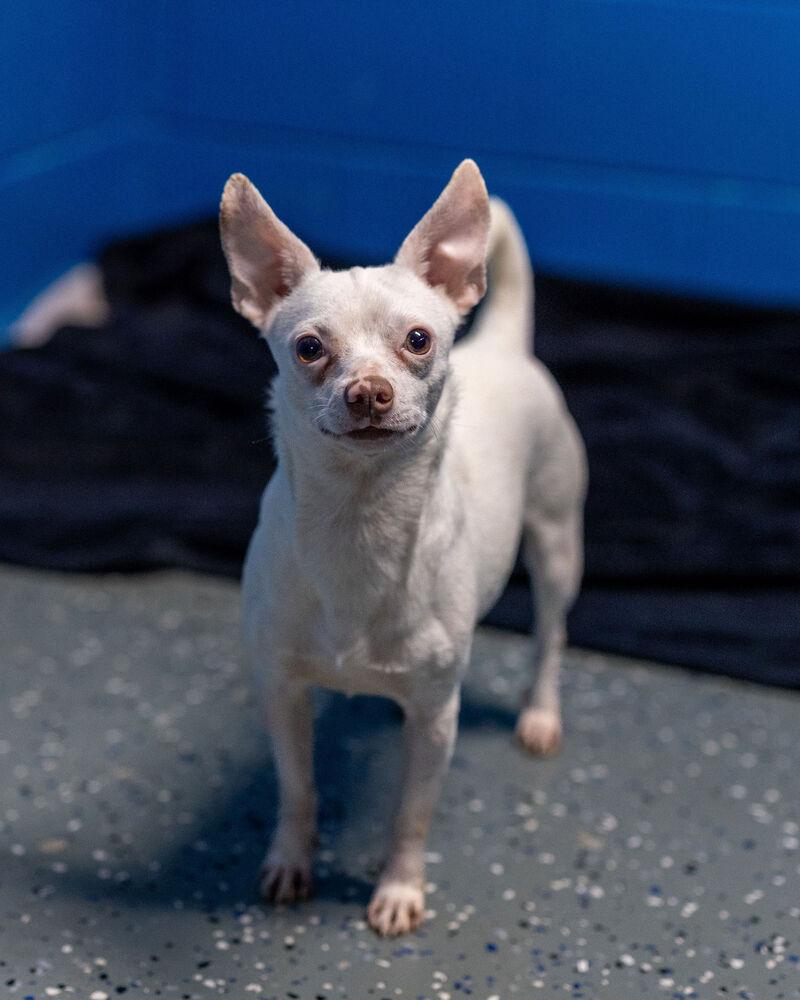 Aldridge, Adoptable, Adult Male Chihuahua.