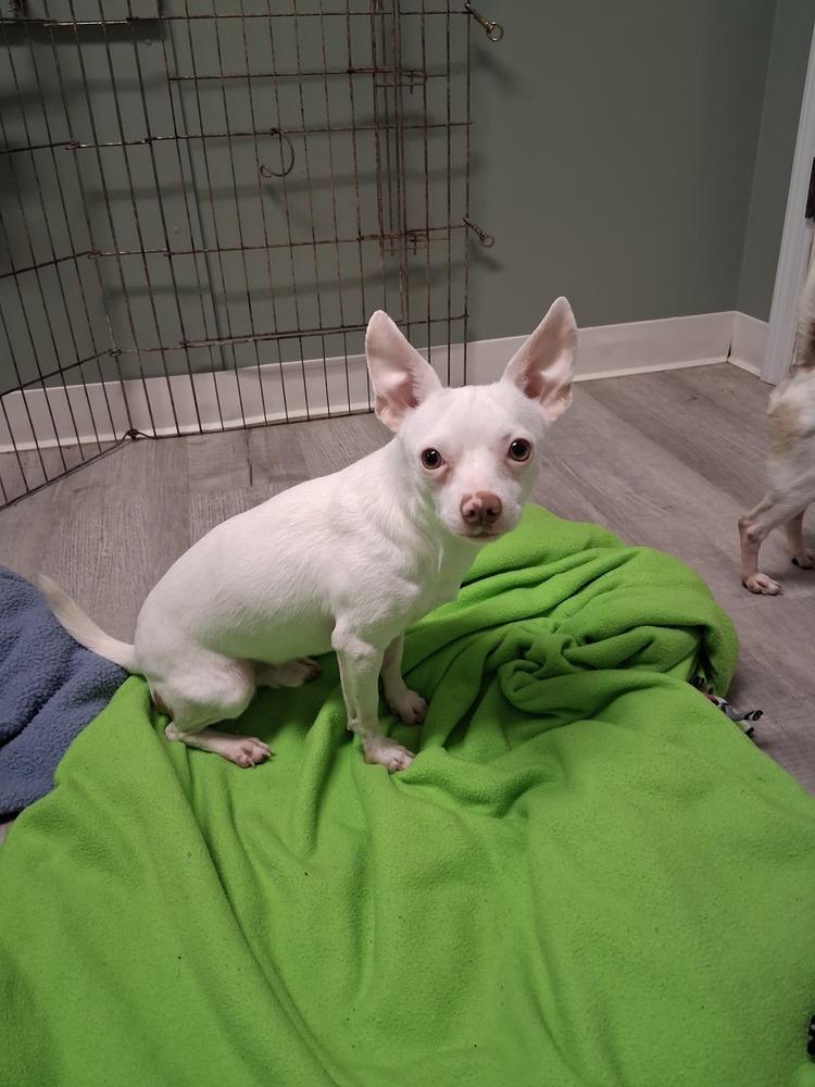 Enlarge Aldridge, a Adoptable Chihuahua in Muskegon, MI image 2/5