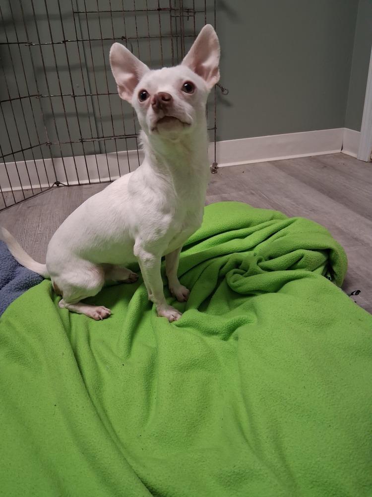 Enlarge Aldridge, a Adoptable Chihuahua in Muskegon, MI image 3/5