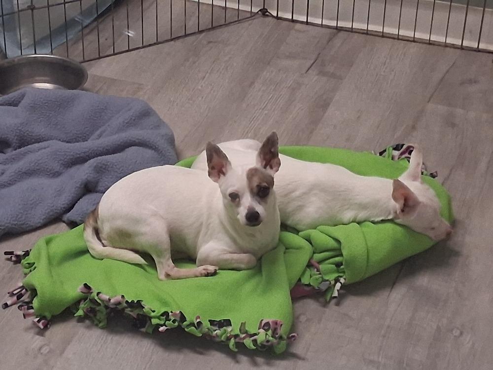 Enlarge Aldridge, a Adoptable Chihuahua in Muskegon, MI image 4/5