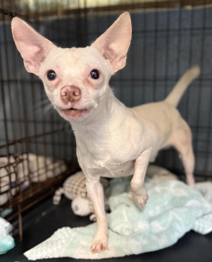 Enlarge Aldridge, a Adoptable Chihuahua in Muskegon, MI image 5/5