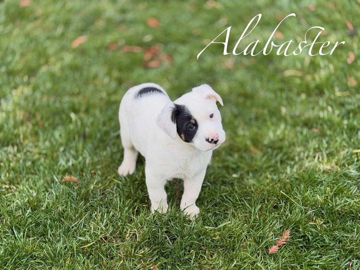 Alabaster, ADOPTABLE, Puppy Male Border Collie & Great Pyrenees.
