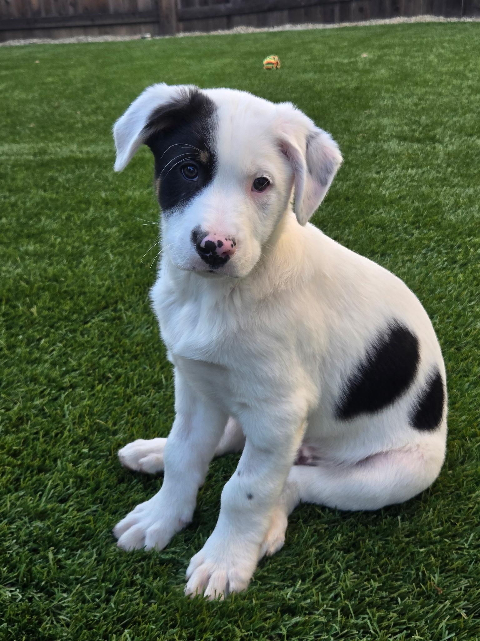Alabaster, ADOPTABLE, Puppy Male Border Collie & Australian Shepherd.