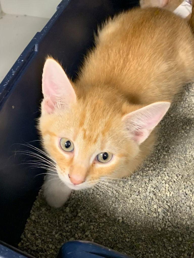 Sunset, Adopted, Kitten Male Domestic Short Hair.