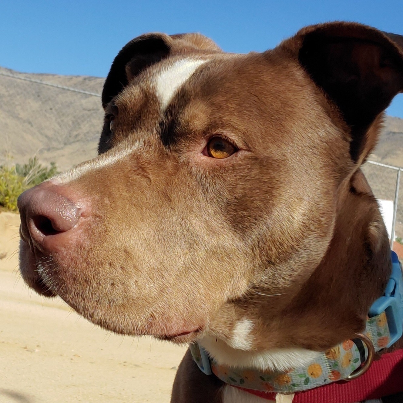 TAYLOR AMAZING BOY. Survived 460 days in high kill shelter, a Adoptable mixed breed in Acton, CA image 1/12