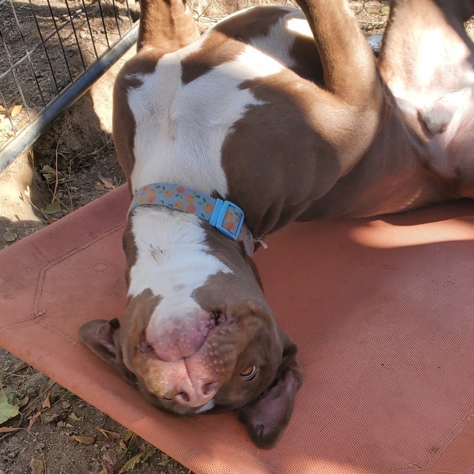 TAYLOR AMAZING BOY. Survived 460 days in high kill shelter, a Adoptable mixed breed in Acton, CA image 3/12