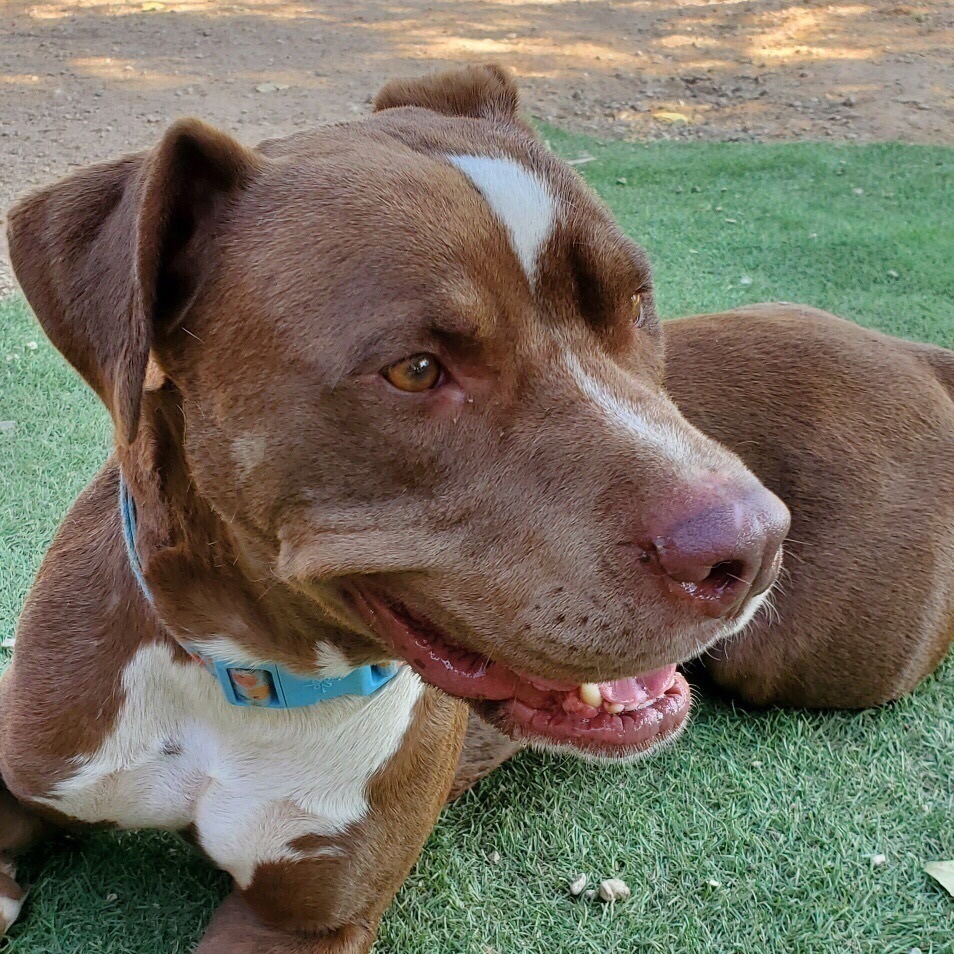TAYLOR AMAZING BOY. Survived 460 days in high kill shelter, a Adoptable mixed breed in Acton, CA image 4/12