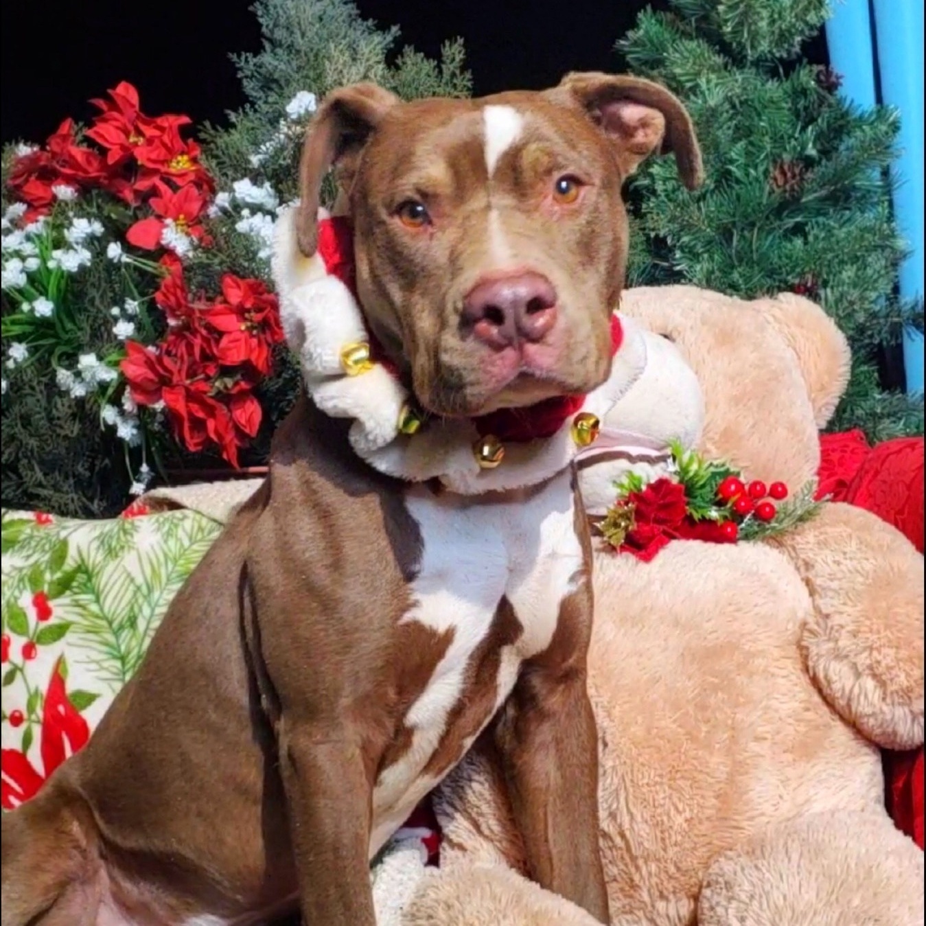 TAYLOR AMAZING BOY. Survived 460 days in high kill shelter, a Adoptable mixed breed in Acton, CA image 5/12