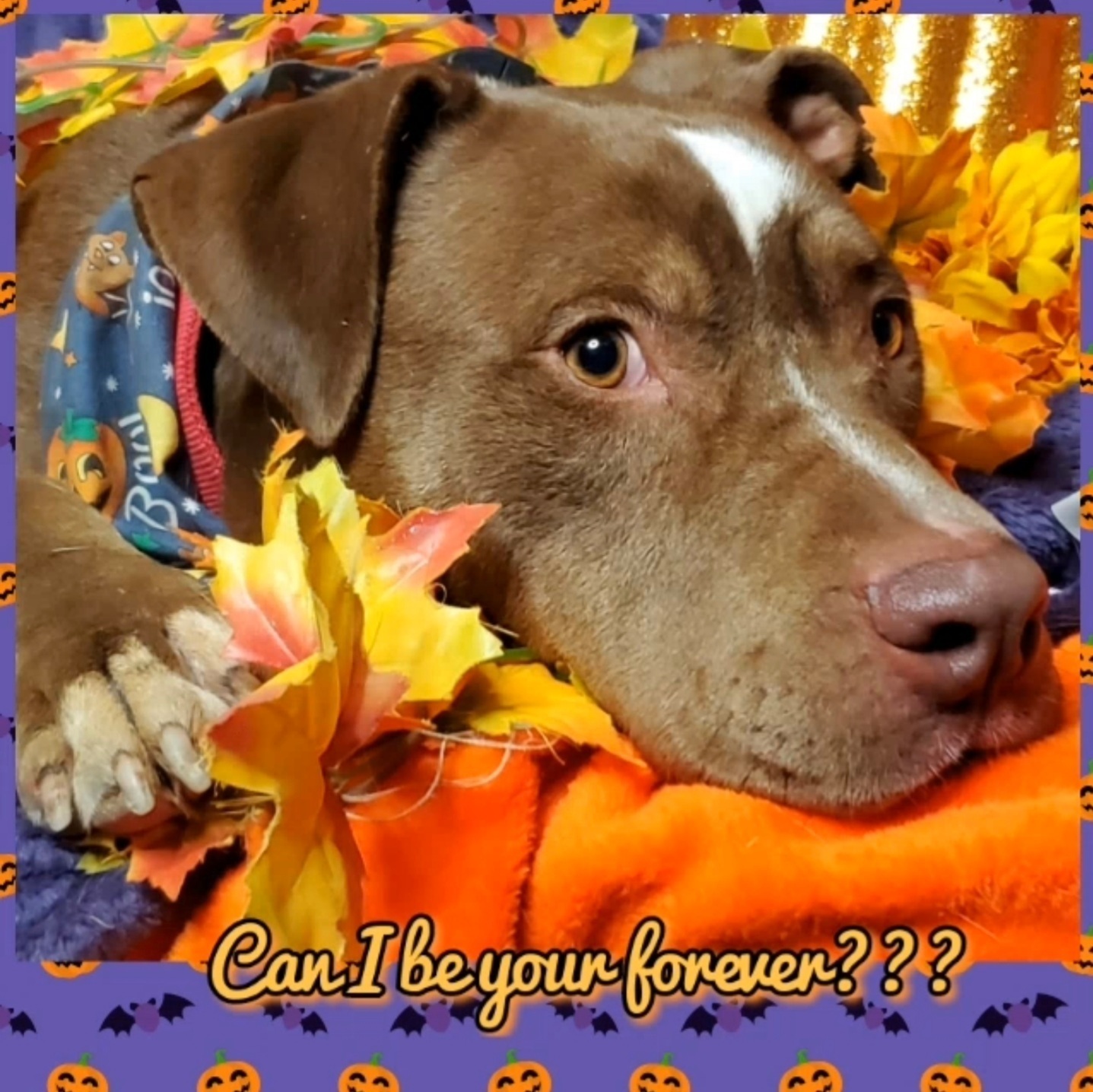 TAYLOR AMAZING BOY. Survived 460 days in high kill shelter, a Adoptable mixed breed in Acton, CA image 6/12