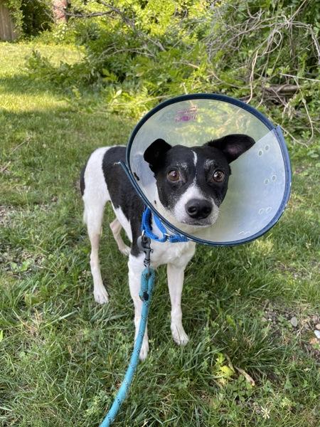 Dice, Adoptable, Adult Male Rat Terrier.