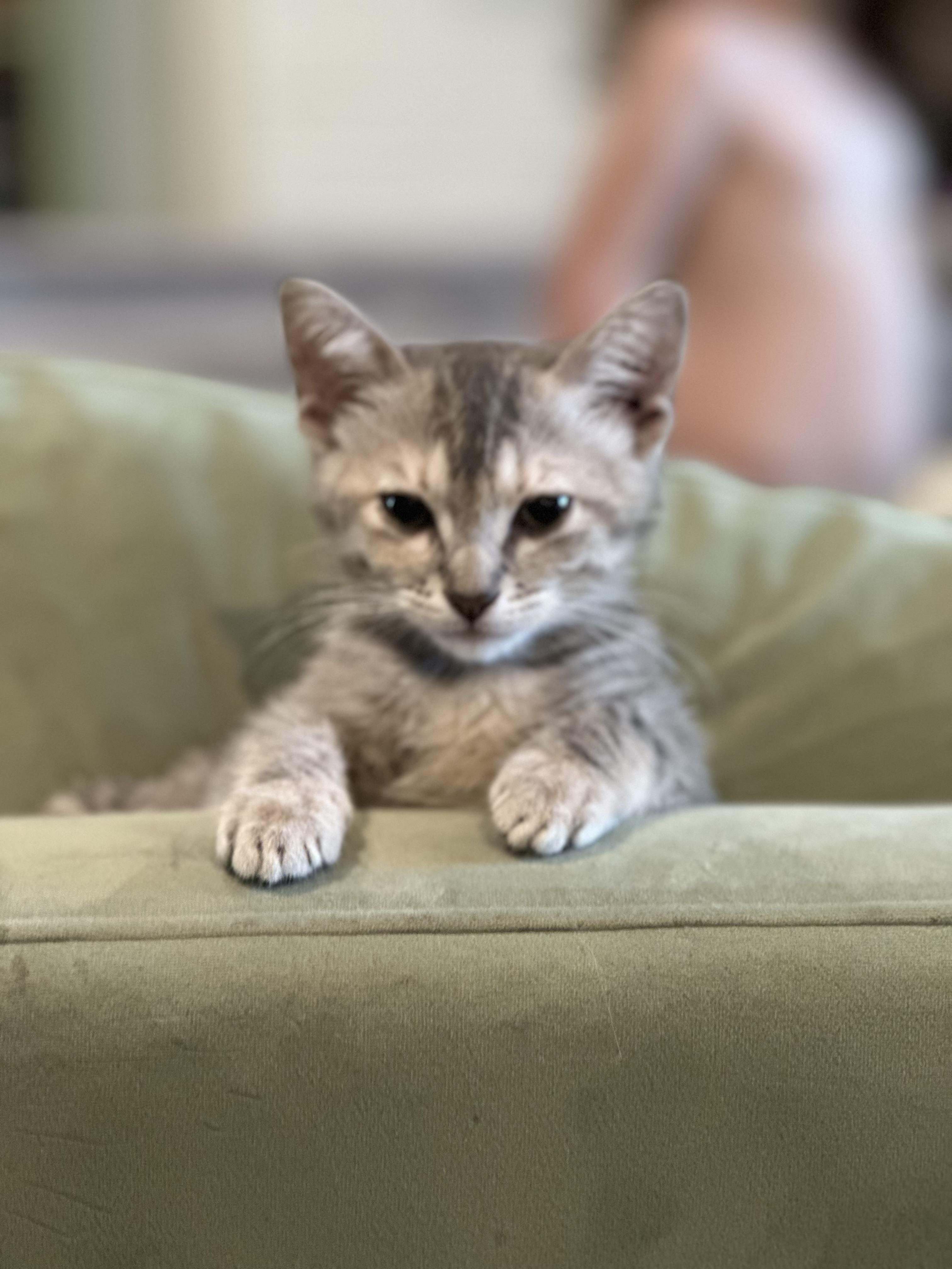 Pocket lint, Adoptable, Kitten Female Domestic Short Hair.