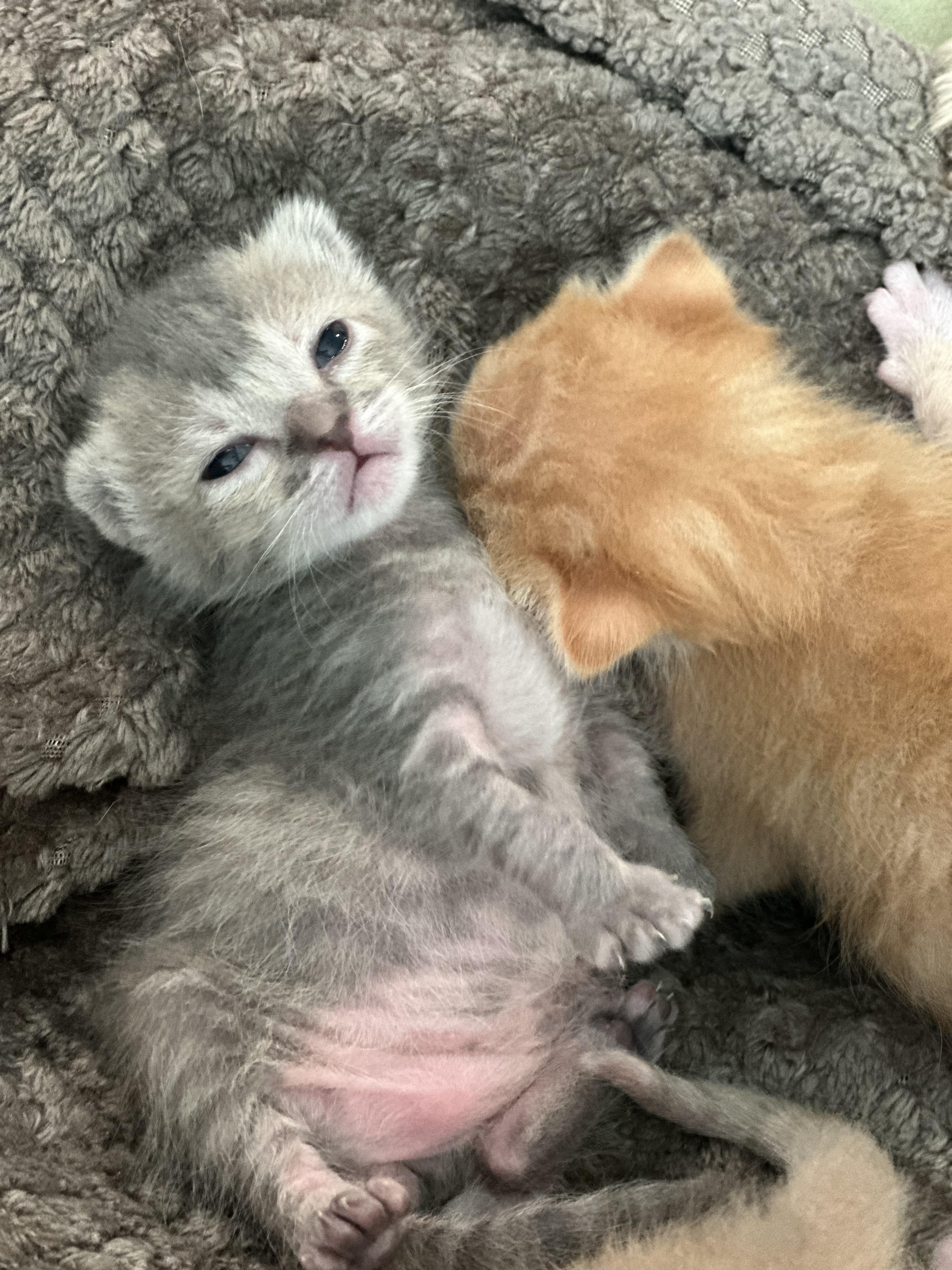 Enlarge Pocket lint, a Adoptable Domestic Short Hair in Houston, TX image 2/2