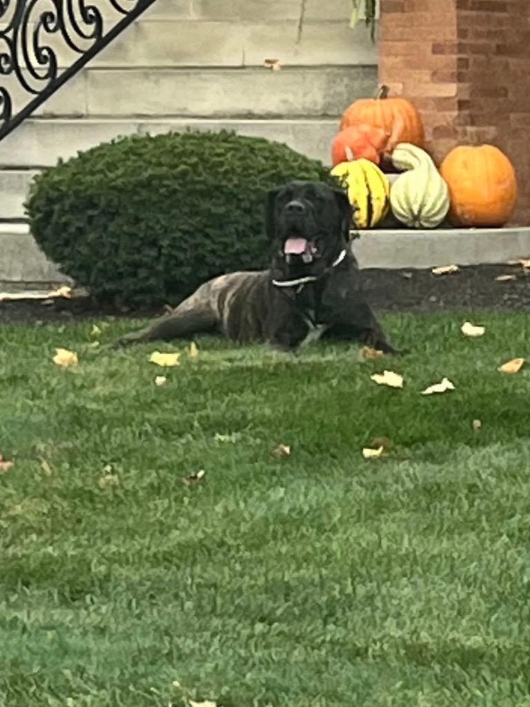 Enlarge Tess, a Adoptable Mastiff in Auburn, IN image 1/5
