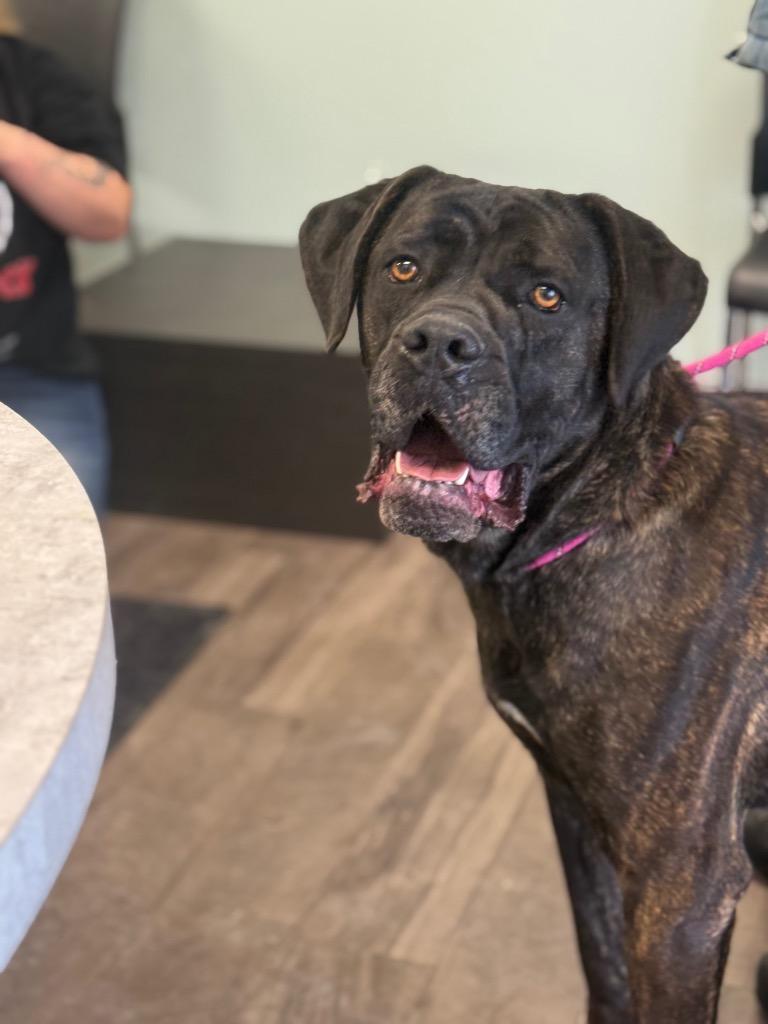 Enlarge Tess, a Adoptable Mastiff in Auburn, IN image 2/5