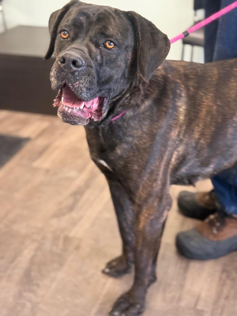 Enlarge Tess, a Adoptable Mastiff in Auburn, IN image 3/5