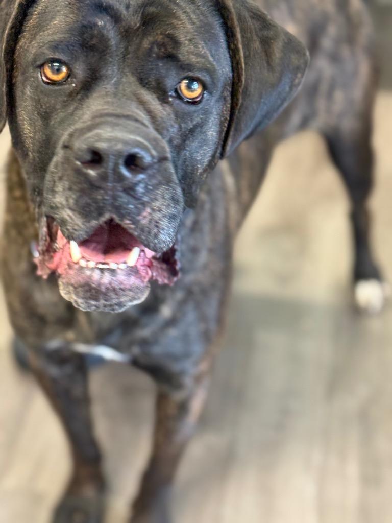 Enlarge Tess, a Adoptable Mastiff in Auburn, IN image 4/5
