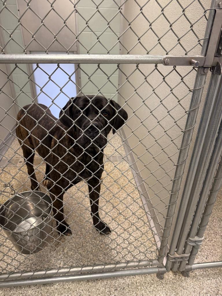 Enlarge Tess, a Adoptable Mastiff in Auburn, IN image 5/5