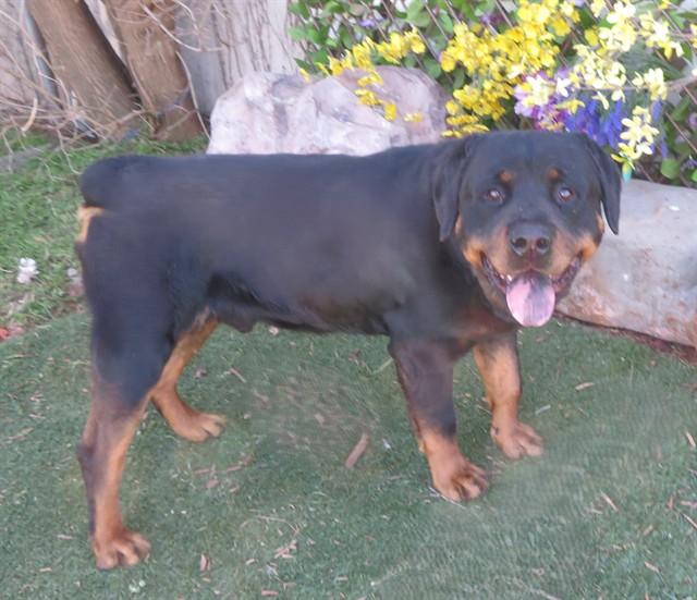 TEDDY, Adoptable, Adult Male Rottweiler.