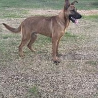 Enlarge TJ - TRANSPORT AVAILABLE, a Adoptable mixed breed in St. Louis, MO image 5/6