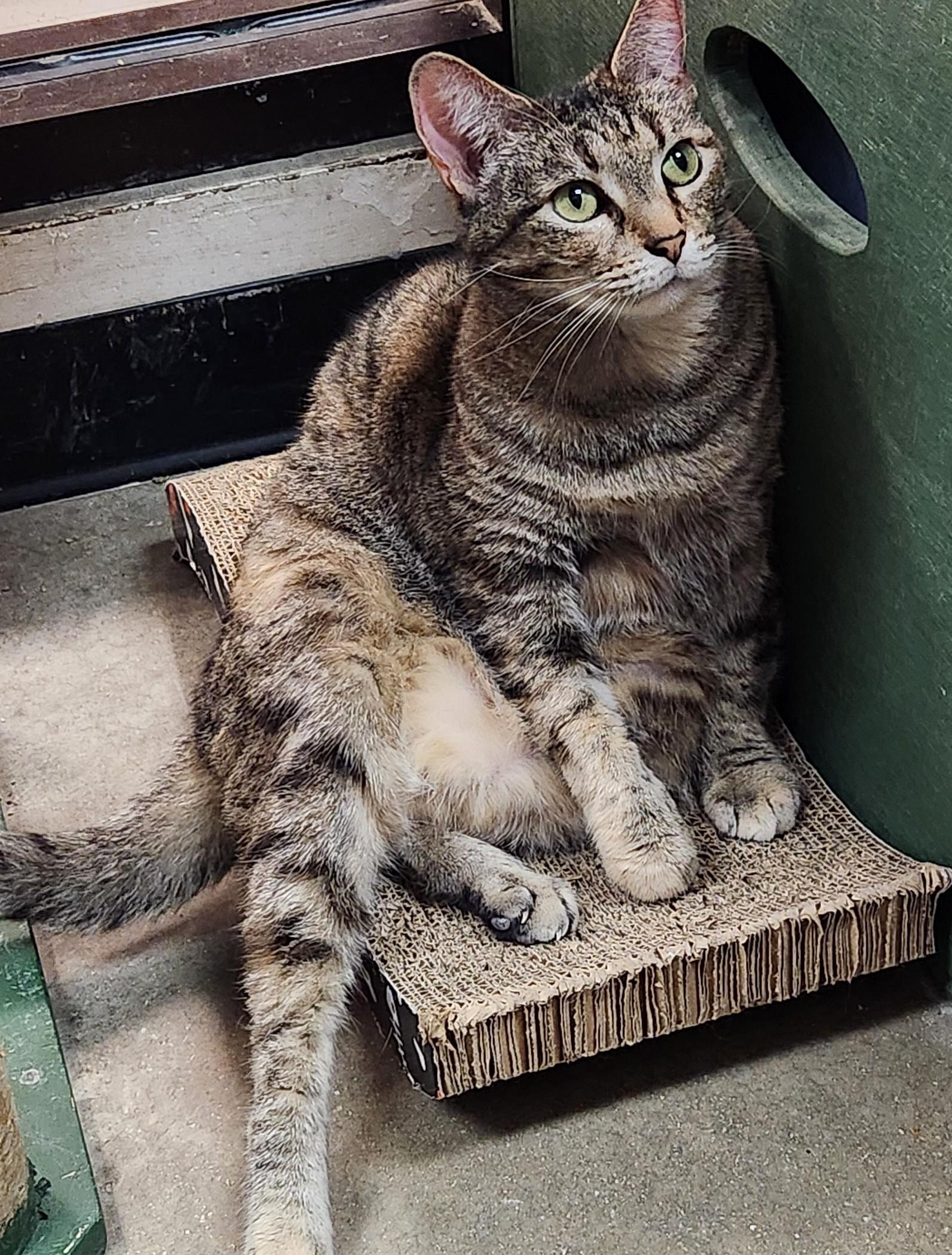 Natasha, ADOPTABLE, Young Female Domestic Short Hair.