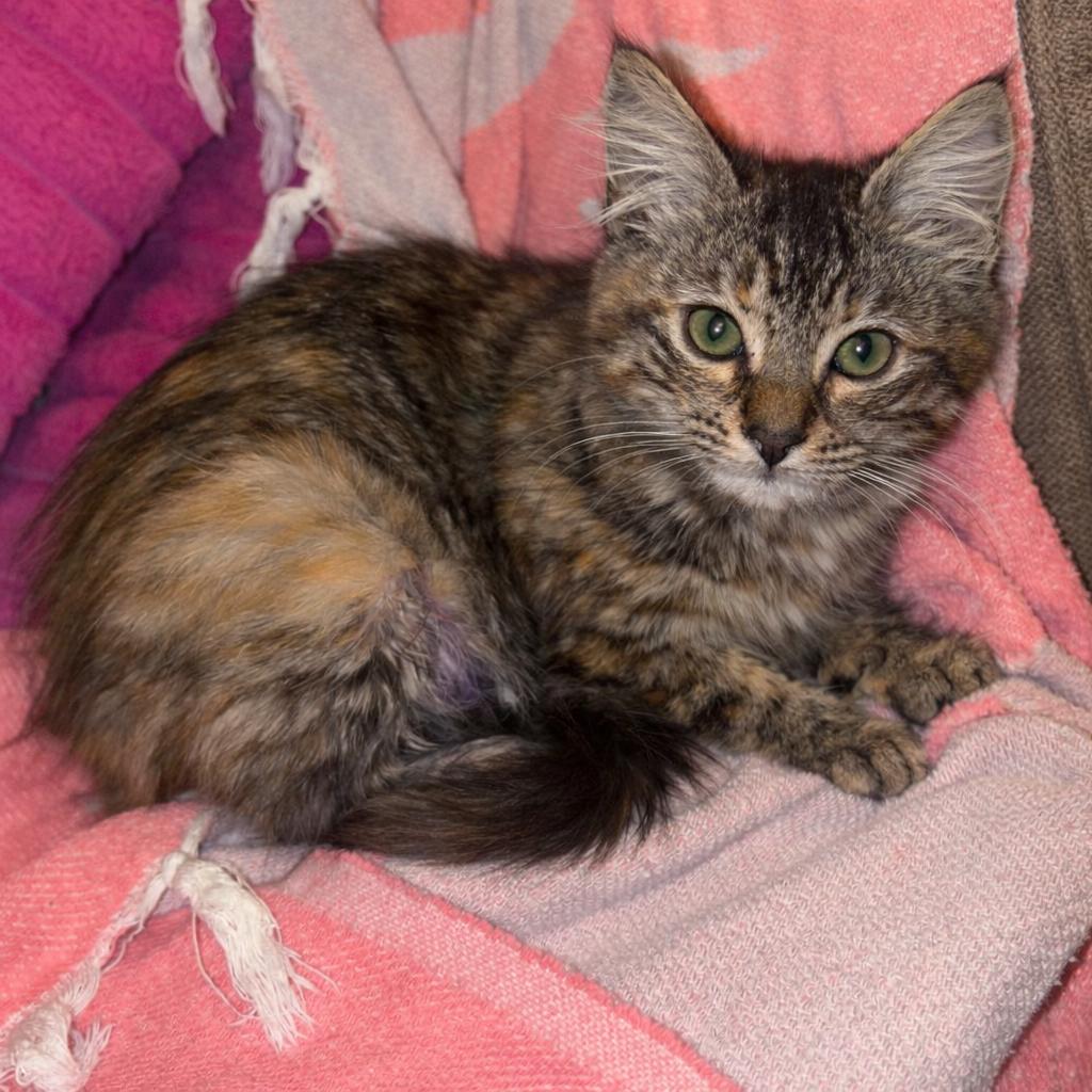 Penelope, Adoptable, Kitten Female Domestic Medium Hair.
