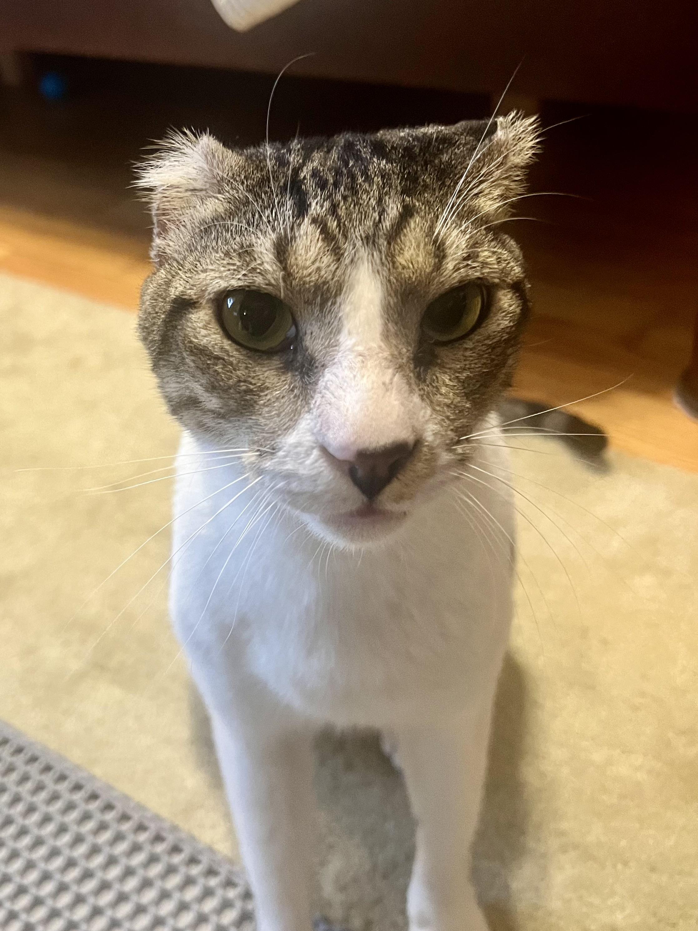 Enlarge Furat, a Adoptable Domestic Short Hair in Austintown, OH image 1/3