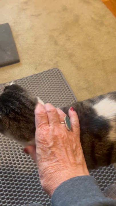 Enlarge Furat, a Adoptable Domestic Short Hair in Austintown, OH video 3/3