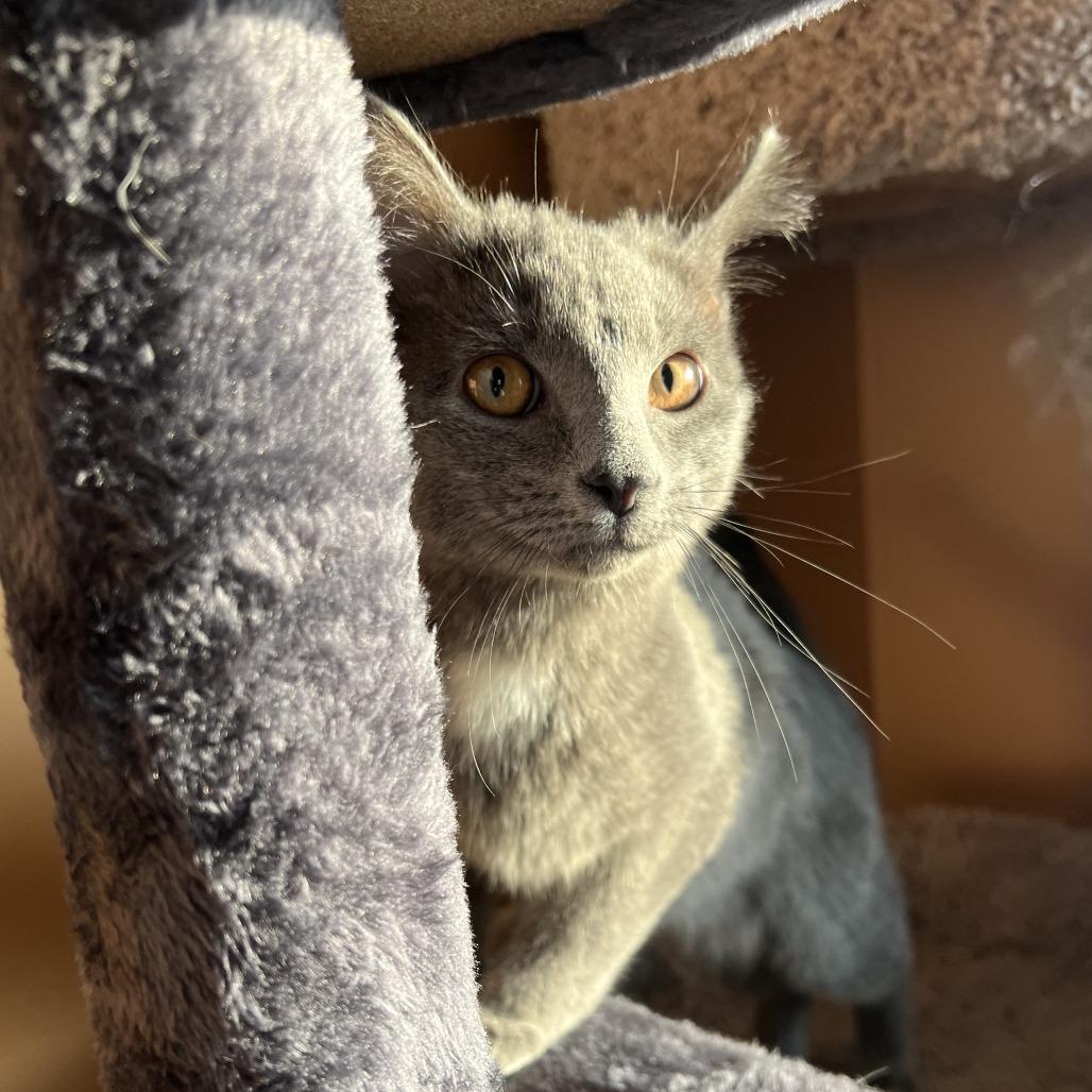 Enlarge Sweetheart, a Adoptable Domestic Short Hair in Wadena, MN image 1/4