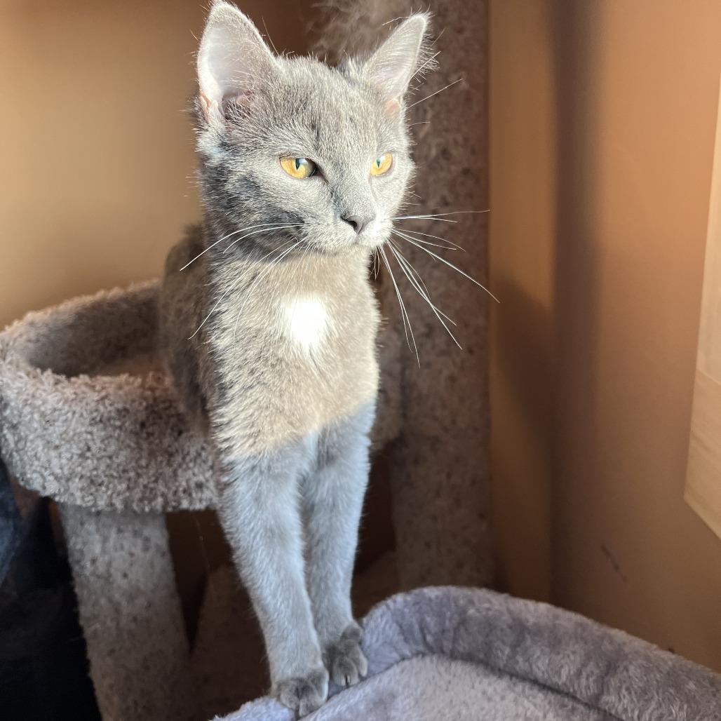 Enlarge Sweetheart, a Adoptable Domestic Short Hair in Wadena, MN image 2/4