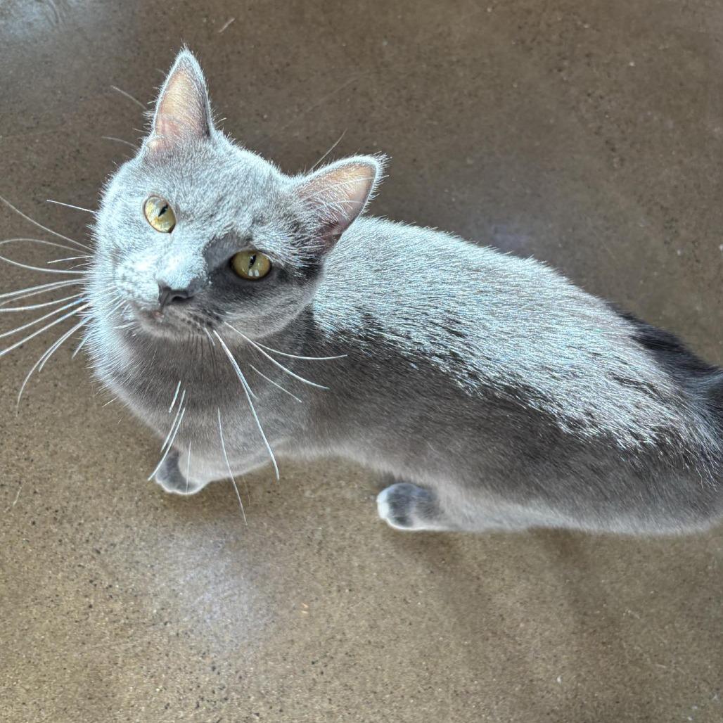 Enlarge Sweetheart, a Adoptable Domestic Short Hair in Wadena, MN image 3/4