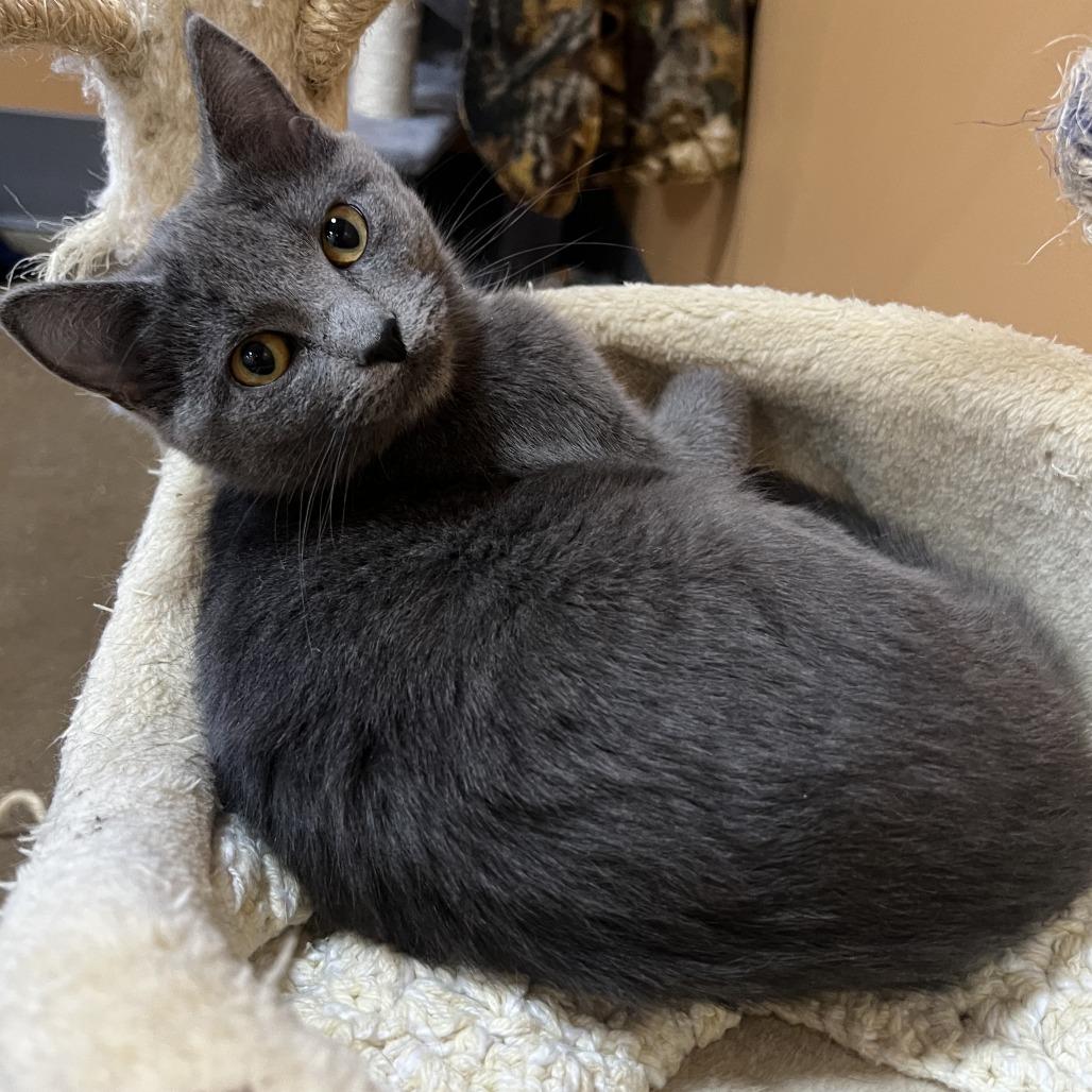 Enlarge Sweetheart, a Adoptable Domestic Short Hair in Wadena, MN image 4/4