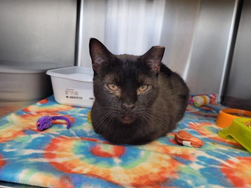 Enlarge Binx, a Adoptable mixed breed in Camden, TN image 1/1