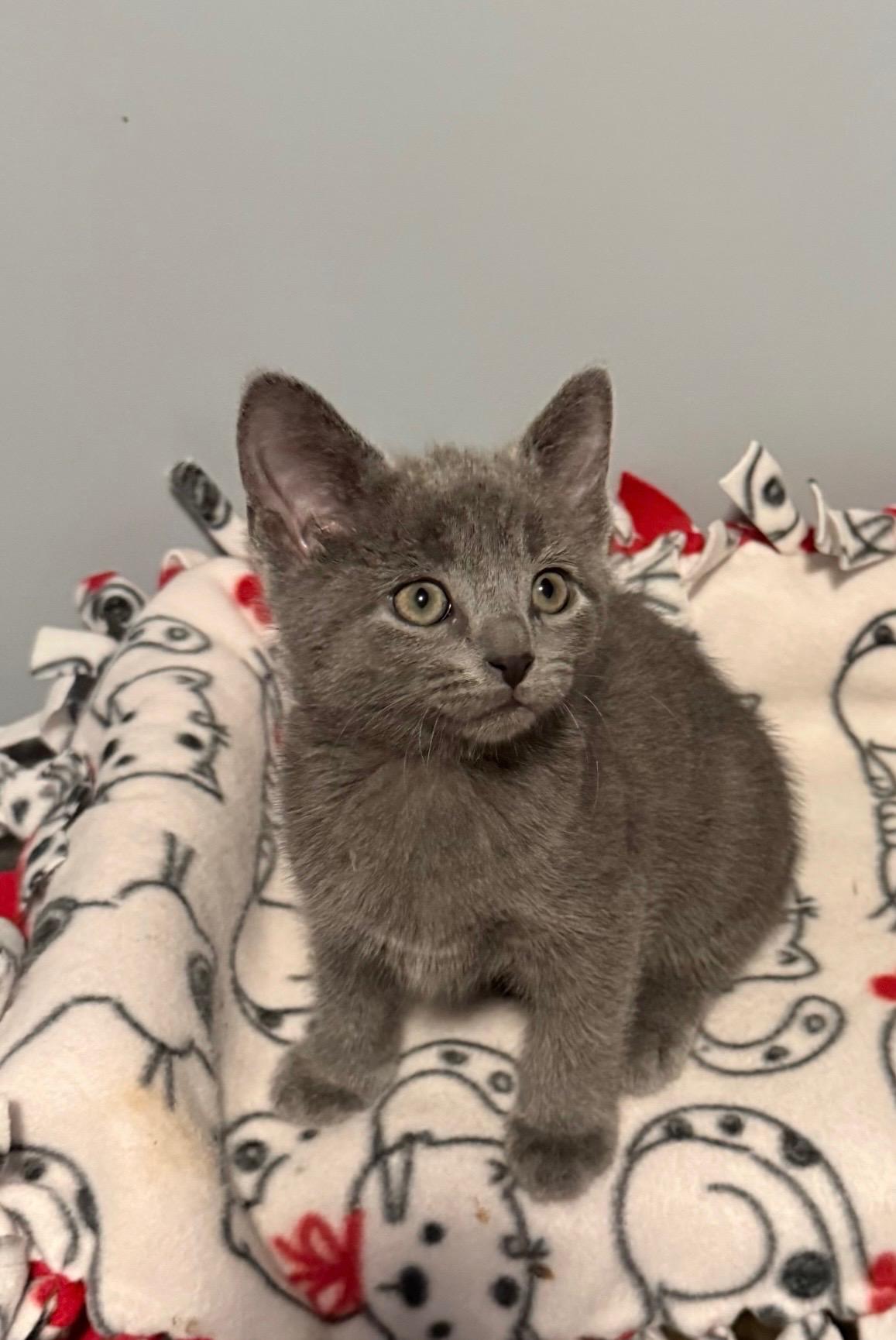 Arien, an adopted Domestic Medium Hair in Franklin, OH image 3/3