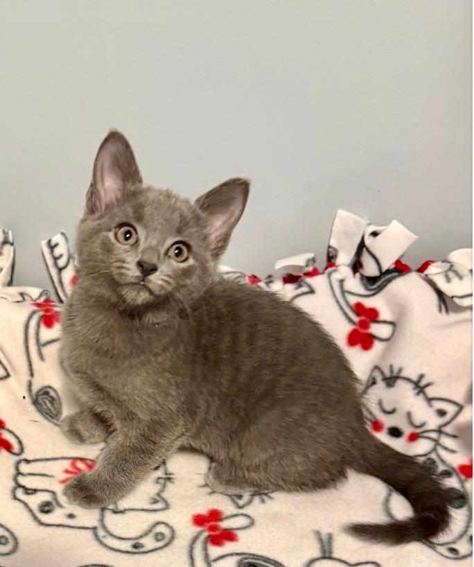 Arien, an adopted Domestic Medium Hair in Franklin, OH image 2/3