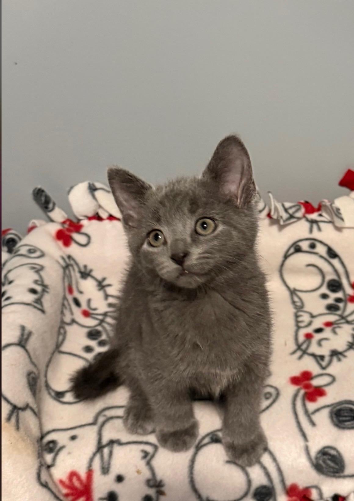 Arien, adopted, Young Female Domestic Medium Hair.