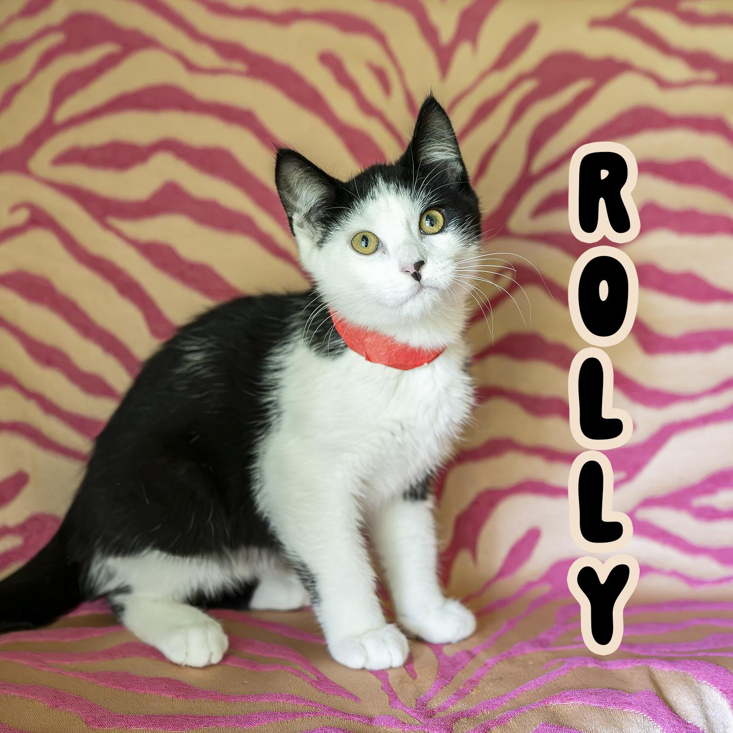 Rolly, Adoptable, Kitten Male Domestic Long Hair.