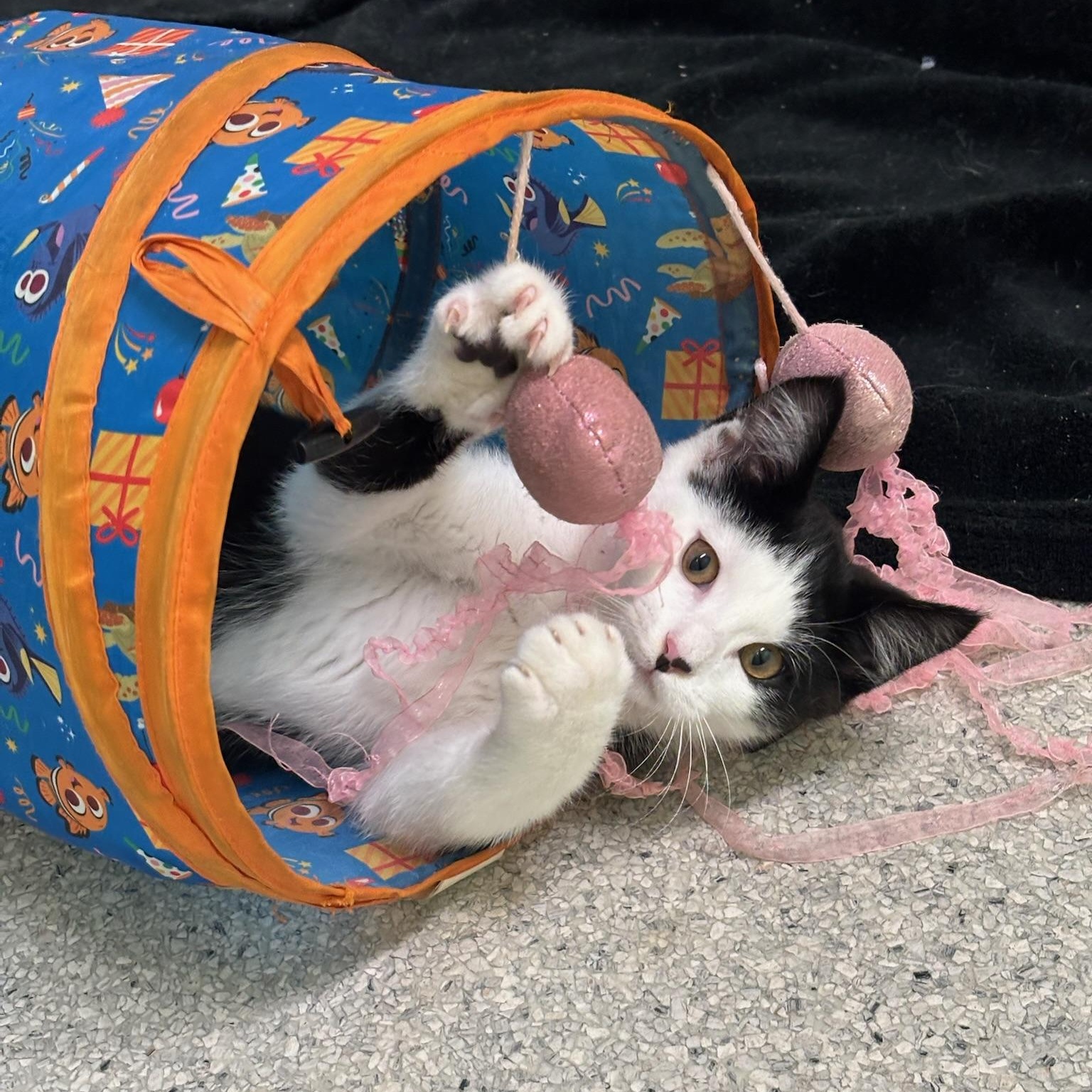 Rolly, a Adoptable Domestic Long Hair in Kent, WA image 1/6