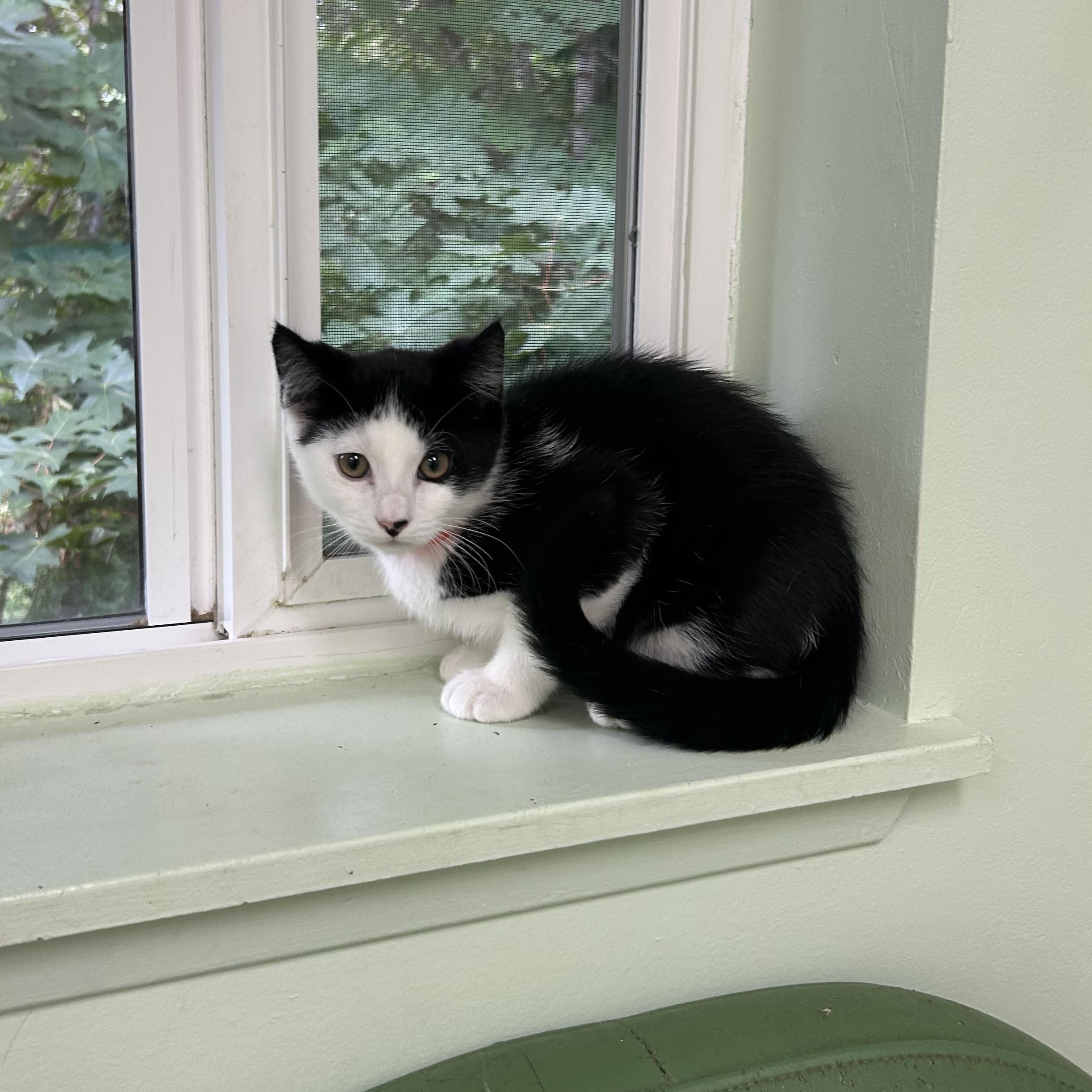 Rolly, a Adoptable Domestic Long Hair in Kent, WA image 6/6