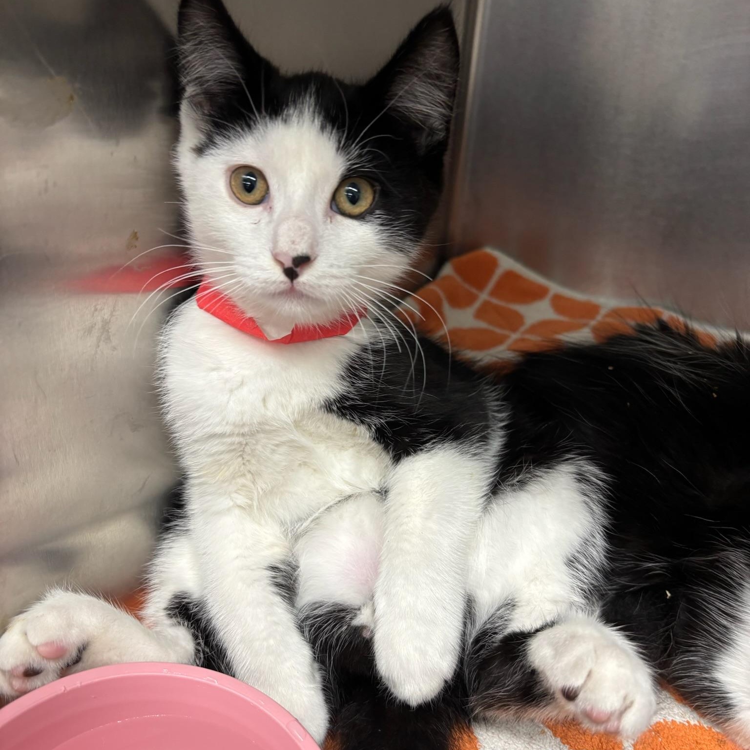 Rolly, a Adoptable Domestic Long Hair in Kent, WA image 3/6