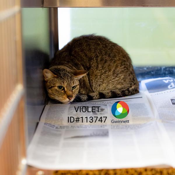 Pen 29/30d Violet, Adoptable, Adult Female Domestic Short Hair.