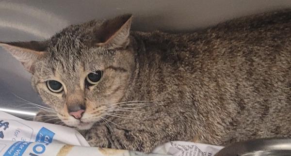 Pen 29/30d Violet, a Adoptable mixed breed in Lawrenceville, GA image 2/2