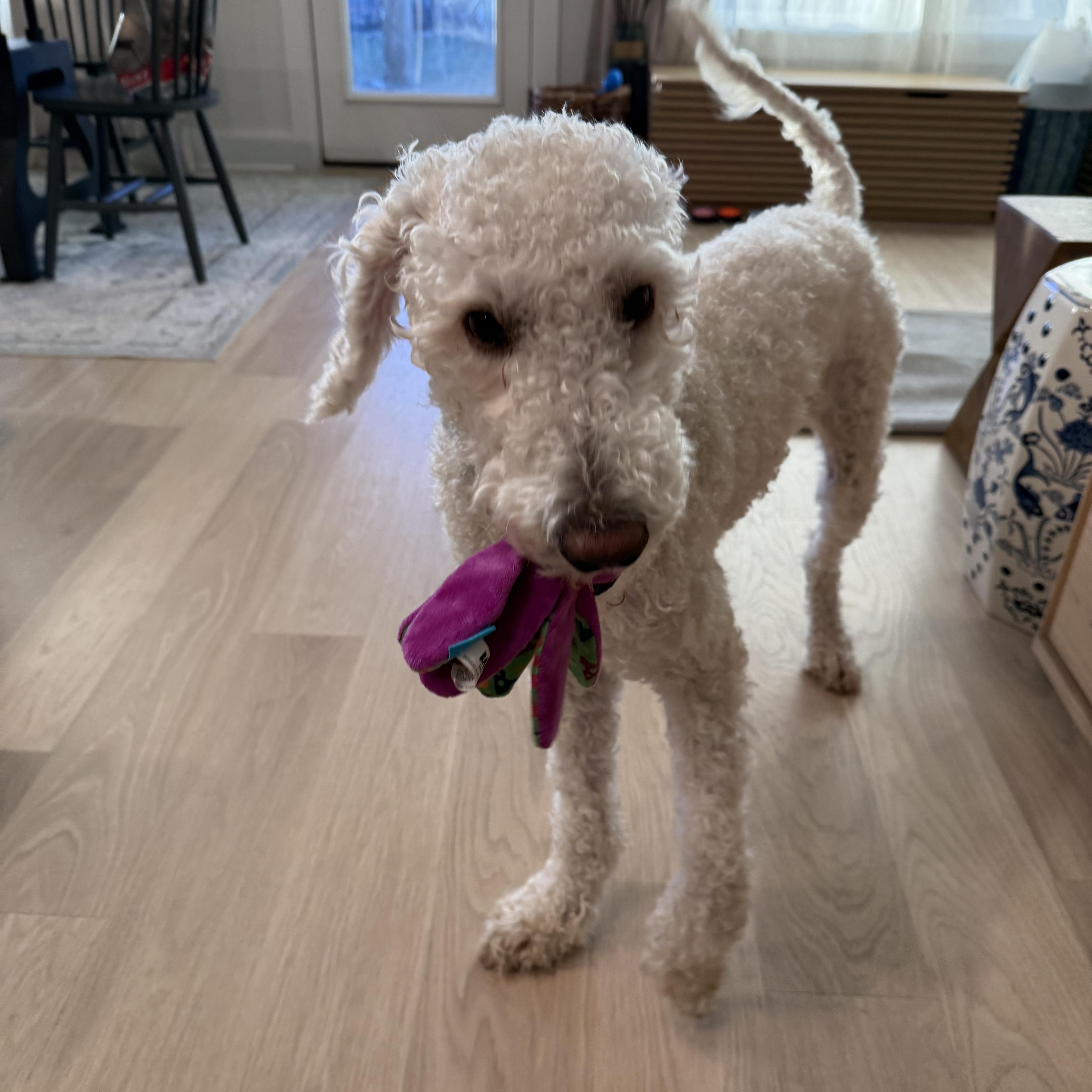 Shay, adopted, Adult Male Poodle.