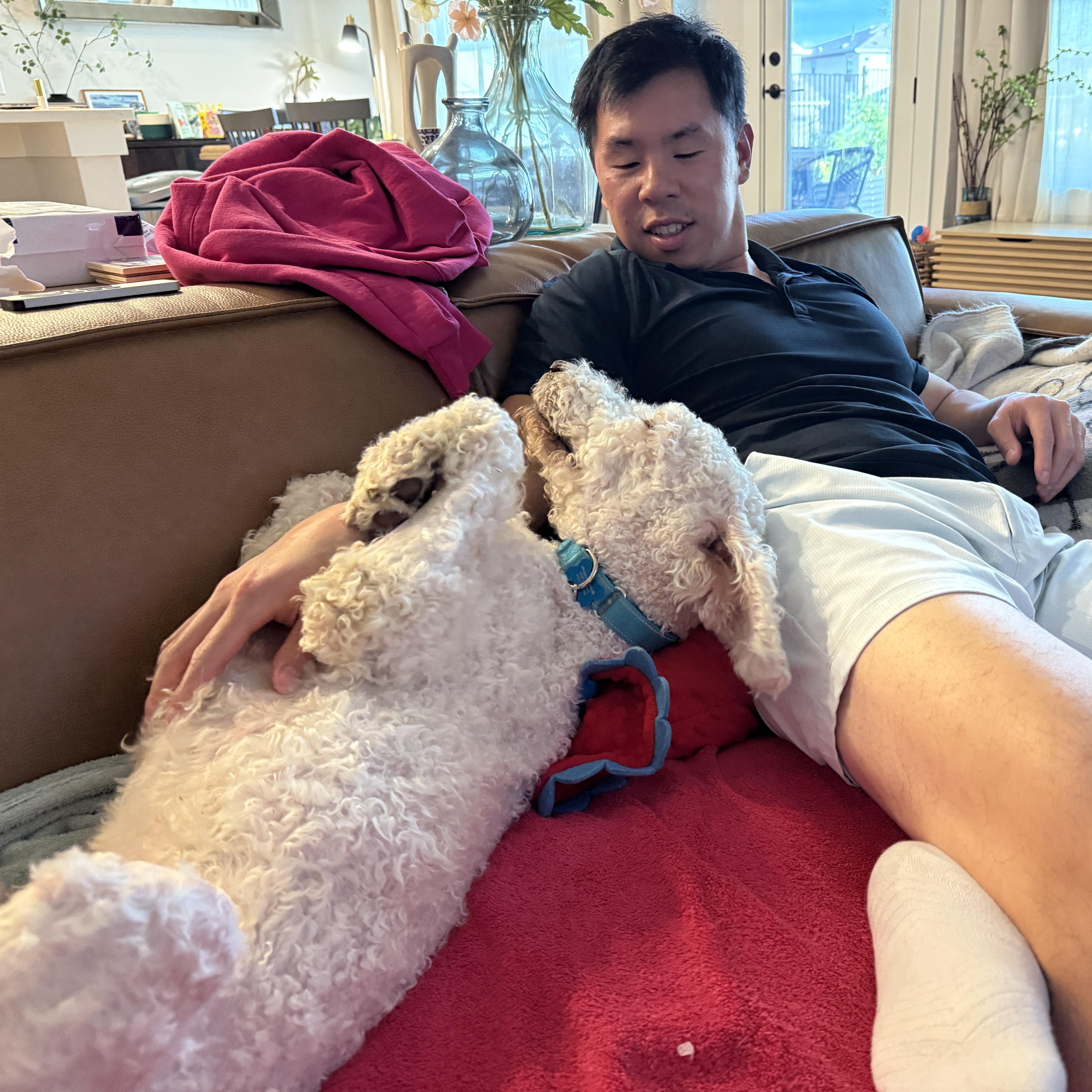 Enlarge Shay, an adopted Poodle in Austin, TX image 3/5